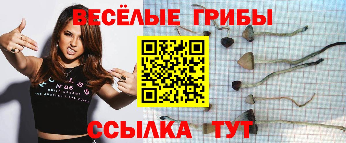 Галлюциногенные грибы Psilocybine cubensis  Псилоцибиновые грибы MAGIC MUSHROOMS  Звенигород 